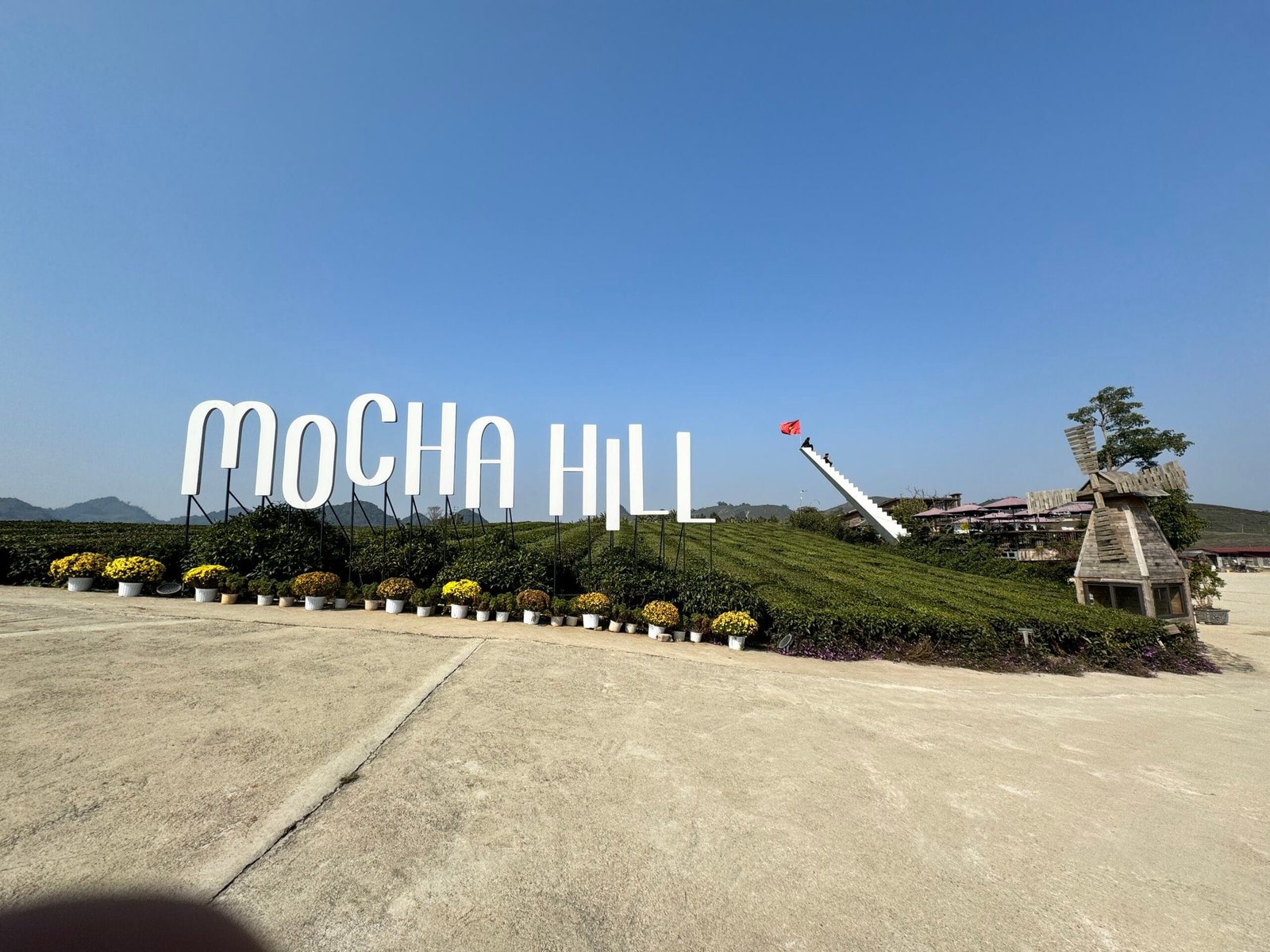 MOCHA HILLの茶畑